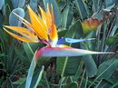 Strelitzia Reginae